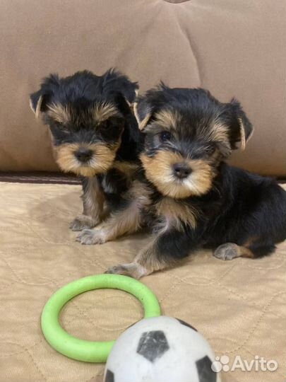 Йоркширский терьер