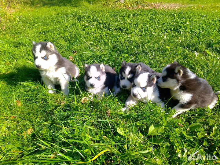 Щенки хаски
