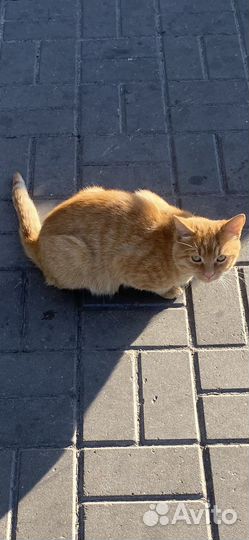 Рыжий котик в добрые руки