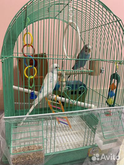 Волнистые попугаи с клеткой