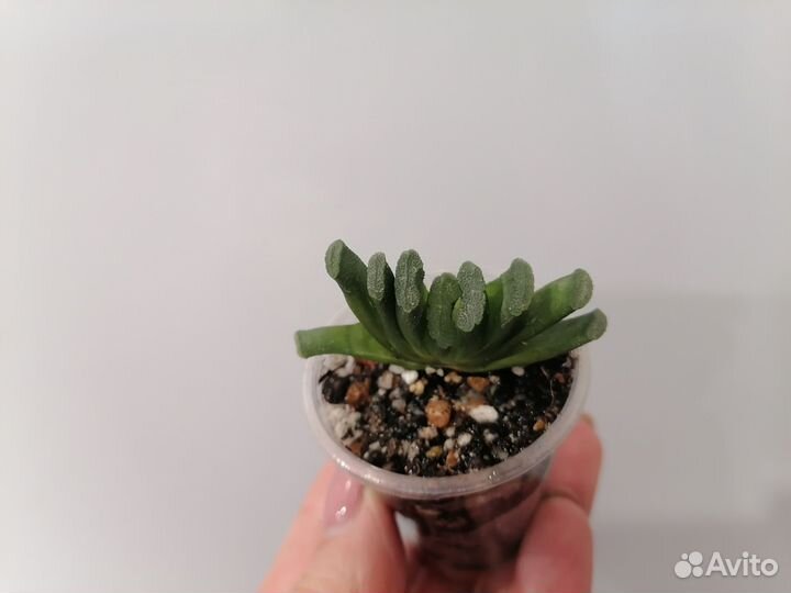 Суккуленты