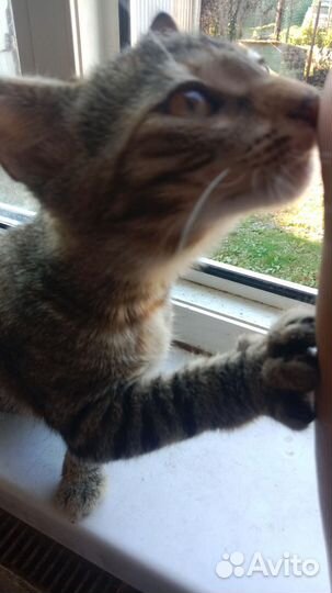 Кошечка в добрые руки