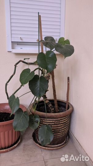 Комнатные цветы анториум и горшки