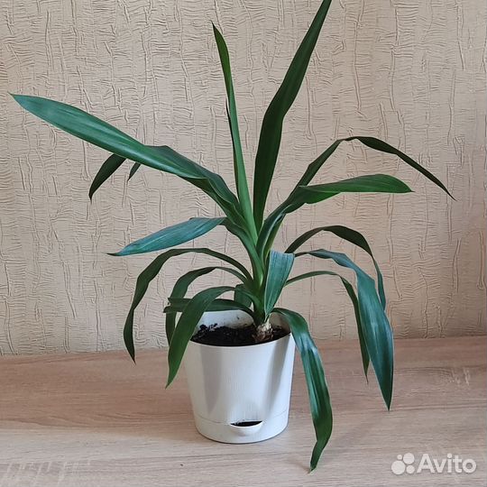 Пальма юкка