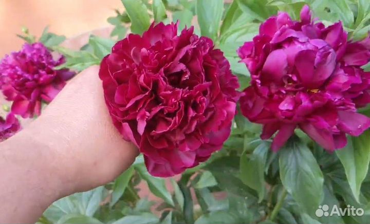 Пион Армани