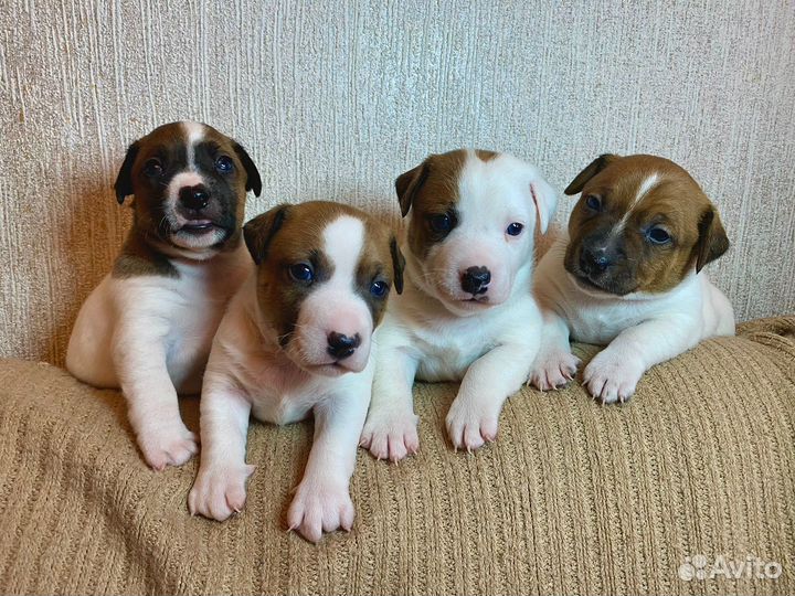 Щенки Джек Рассел терьер гладкошерстный