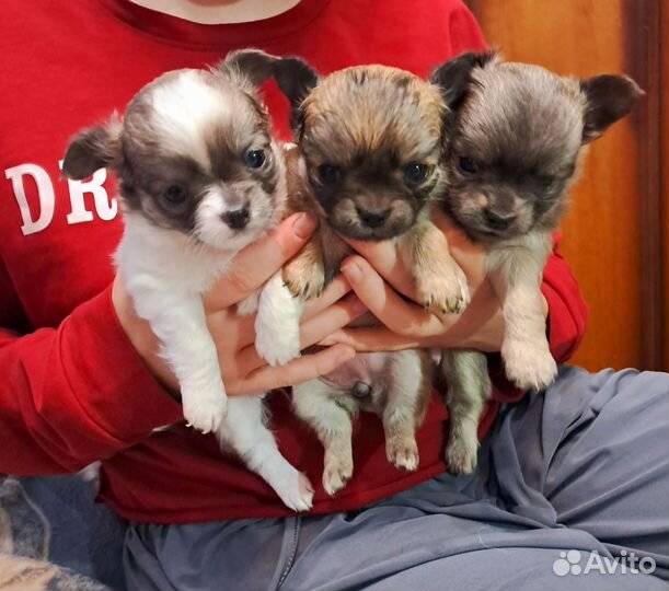 Чихуахуа девочки