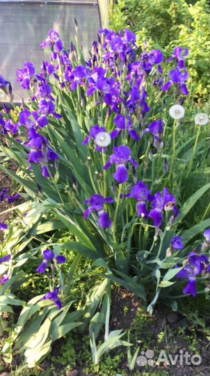 Лилейники сортовые, пионы, флоксы, ирисы