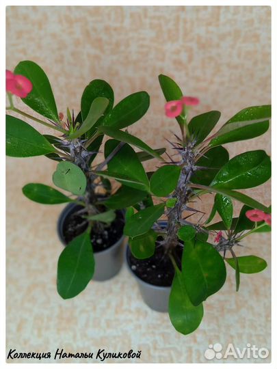 Продам цветы комнатные