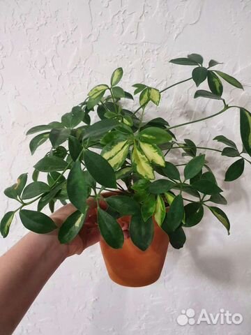 Шефлера герда вариегатная купить в Уфе | Товары для дома и дачи | Авито