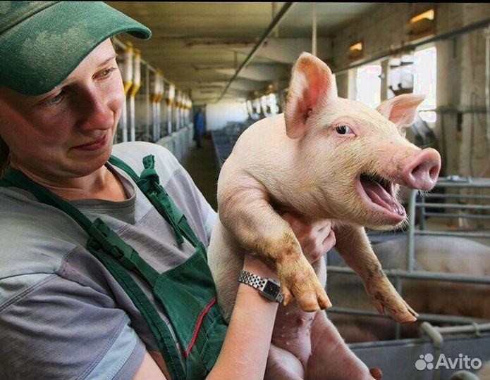 Оператор свиноводческого комплекса