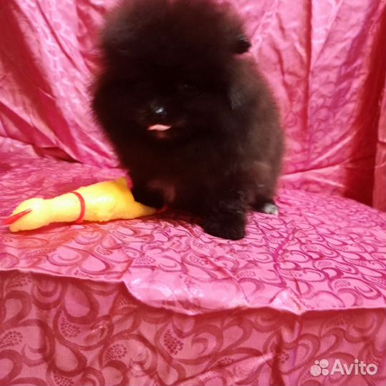 Померанский шпиц