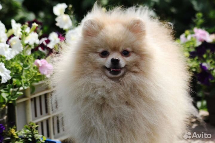 Померанский шпиц