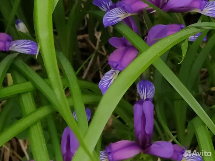 Цветы для рокария