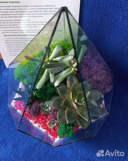 Флорариум суккуленты