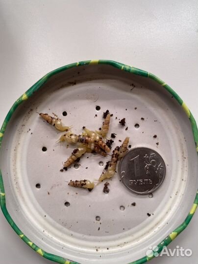 Лимиколярия, суббулина, фулика, занзибарика