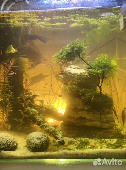 Дизайн аквариумов