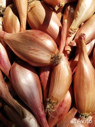 Лук шалот на осеннюю посадку