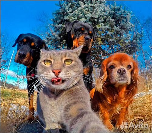 Передержка животных в семье