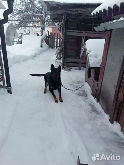 Собаки в добрые руки