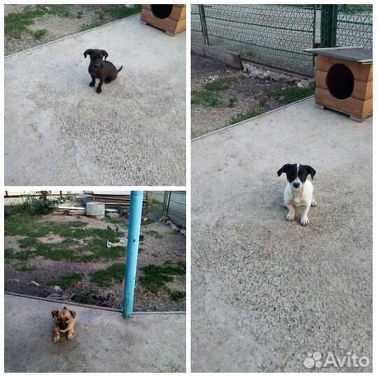 Маленькие собачки в добрые руки