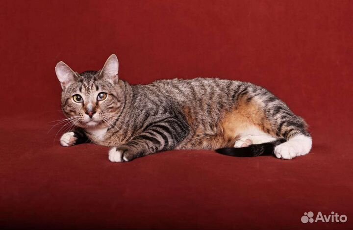 Кошки в добрые руки