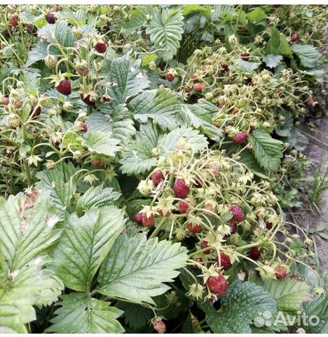 Саженцы земклуники