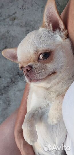 Вязка кобель чихуахуа мини