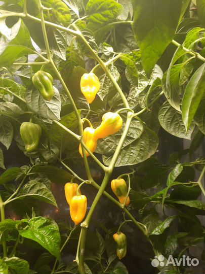 Супер острые перцы Хабанеро и Каролинский жнец