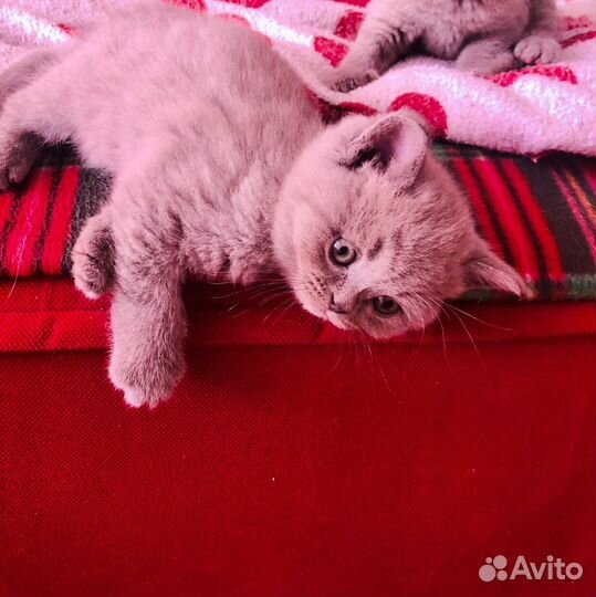 Шотландские котята разных окрасов