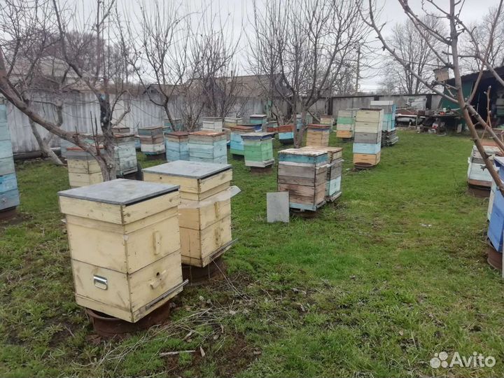 Пчелосемьи