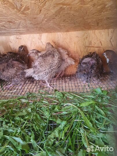 Семейство перепелов