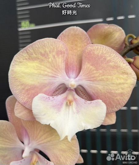 Орхидея фаленопсис биг лип Единорог