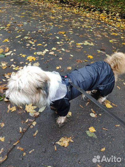 Выгул собак, уход за животными, зооняня