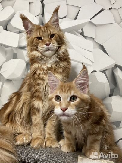 Котята мейн-кун питомник Lucky Coon