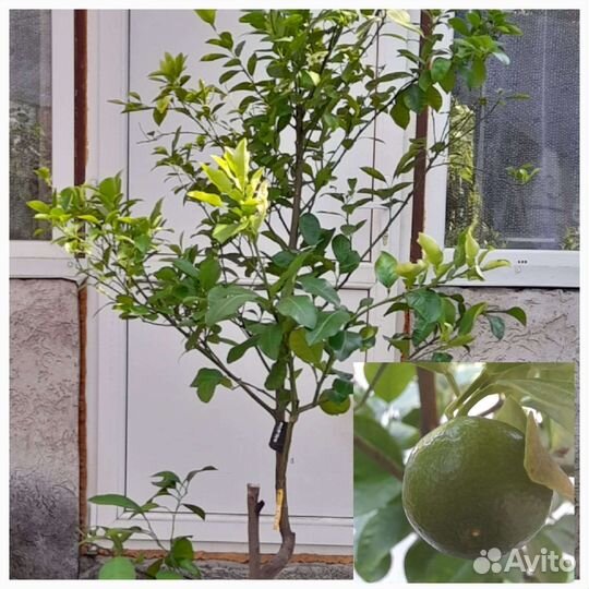 Дерево сад, лимон, мандарин, мурайя, банан