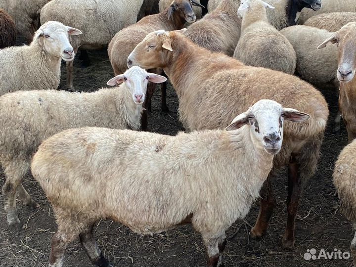 Овцы и бараны
