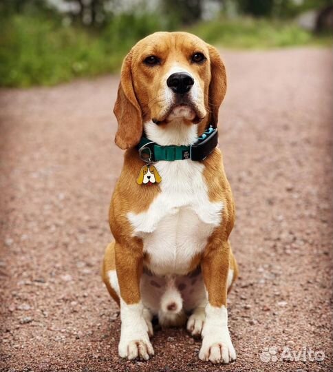 GPS трекер на собак