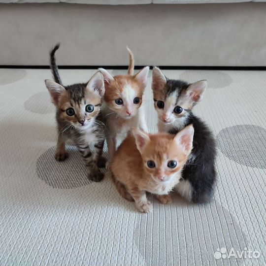 Котята в добрые руки
