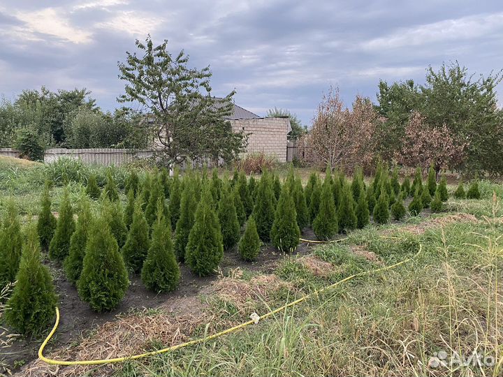 Красивые туй