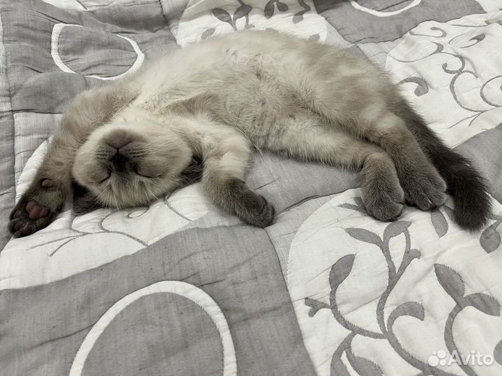 Британская котенок