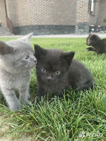 Котята в добрые руки даром