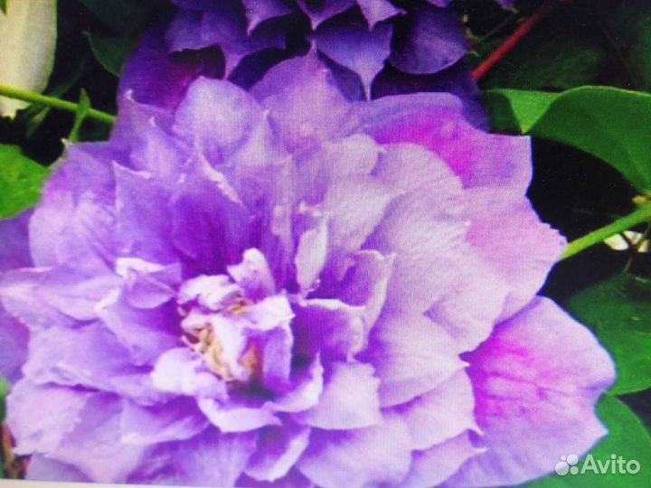 Клематис на весну 2024 2х и 3х летние