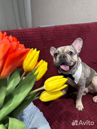 Французкий бульдог (кобель) вязка