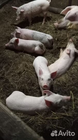 Поросята ландрас