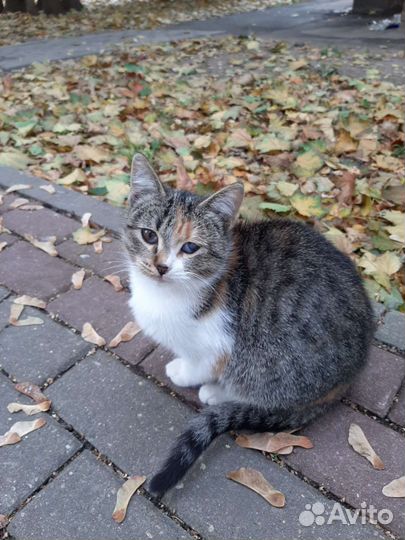 Котёнок девочка Машка в добрые руки