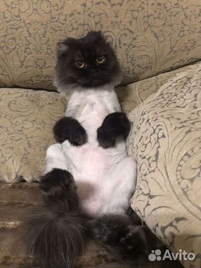 Стрижка кошек на дому