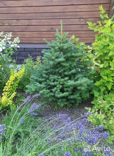 Хвойные растения для сада