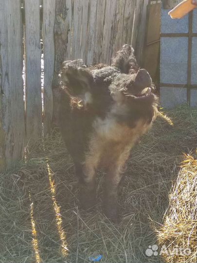 Венгерская мангалица