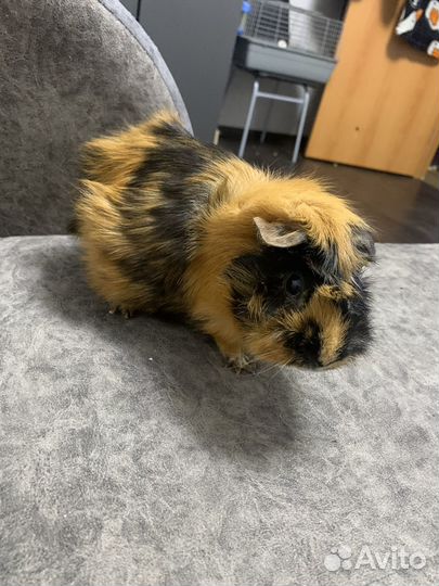 Морская свинка